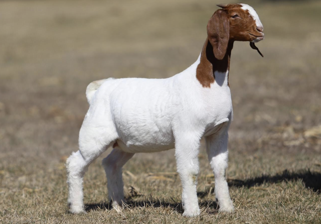The Legendary Sale (11-20) – GoatPromoter.com
